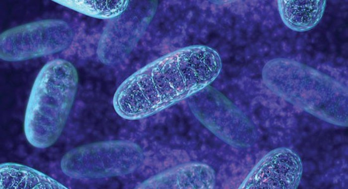 SLU PP 332 Capsules Mitochondria | Shaanxi BLOOM Tech Co., Ltd SLU PP 332 Capsules Mitochondria | Shaanxi BLOOM Tech Co., Ltd