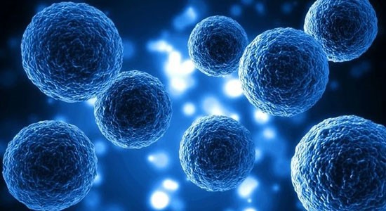 SLU PP 332 Capsules cells | Shaanxi BLOOM Tech Co., Ltd SLU PP 332 Capsules cells | Shaanxi BLOOM Tech Co., Ltd